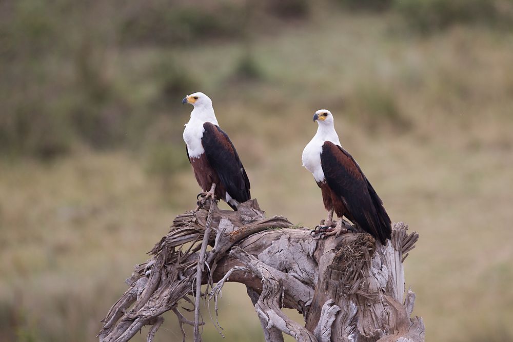 Schreiseeadler