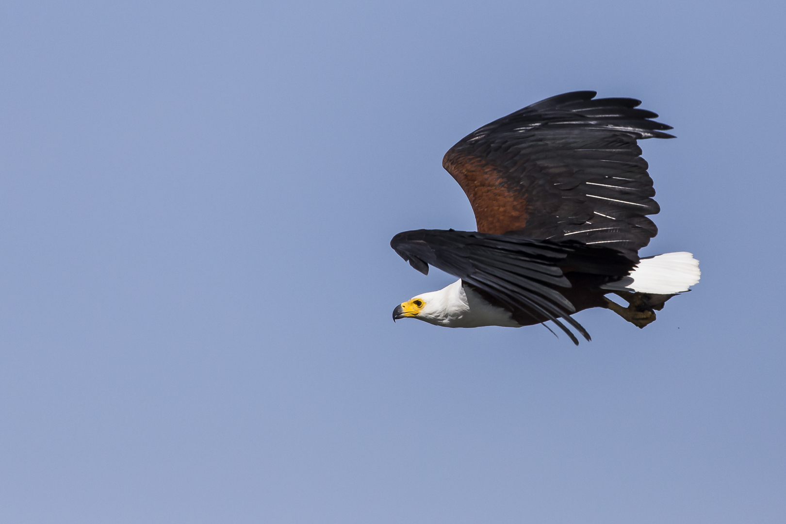 Schreiseeadler