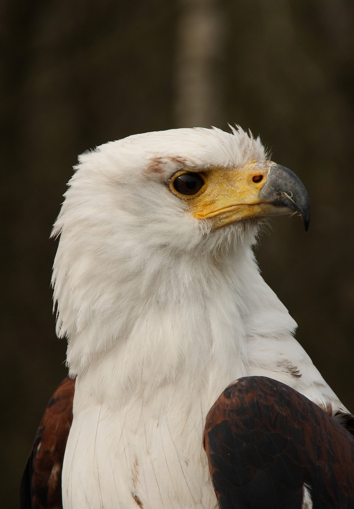 Schreiseeadler Cornelius