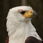 Schreiseeadler Cornelius