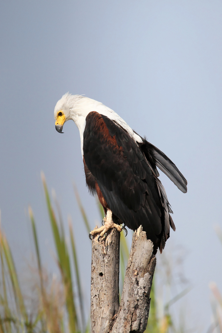 Schreiseeadler