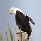 Schreiseeadler