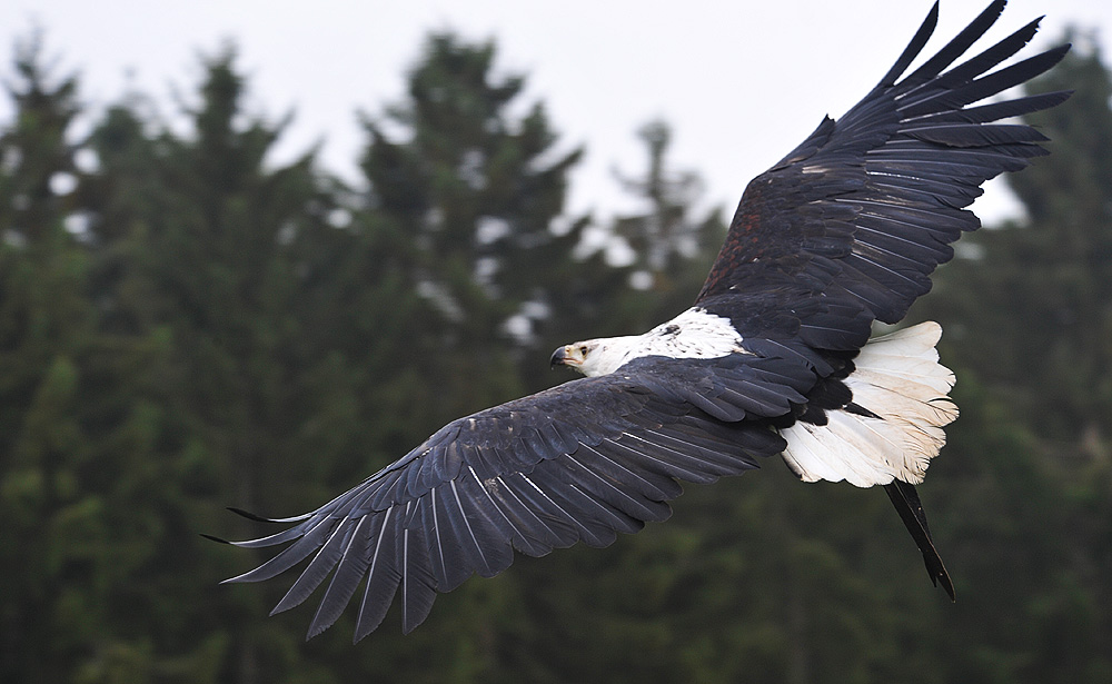 schreiseeadler....