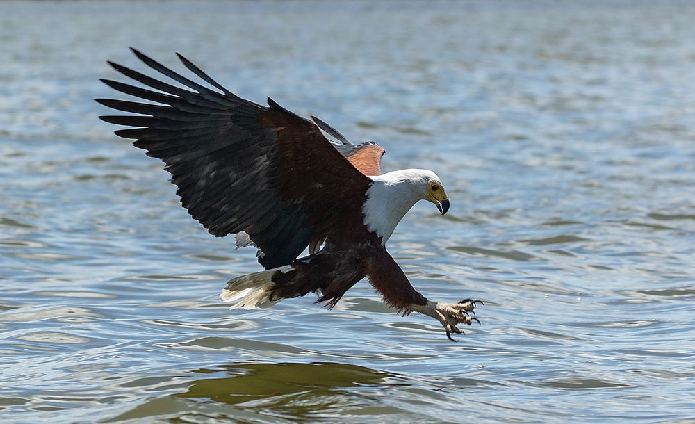 *** Schreiseeadler ***