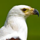 Schreiseeadler