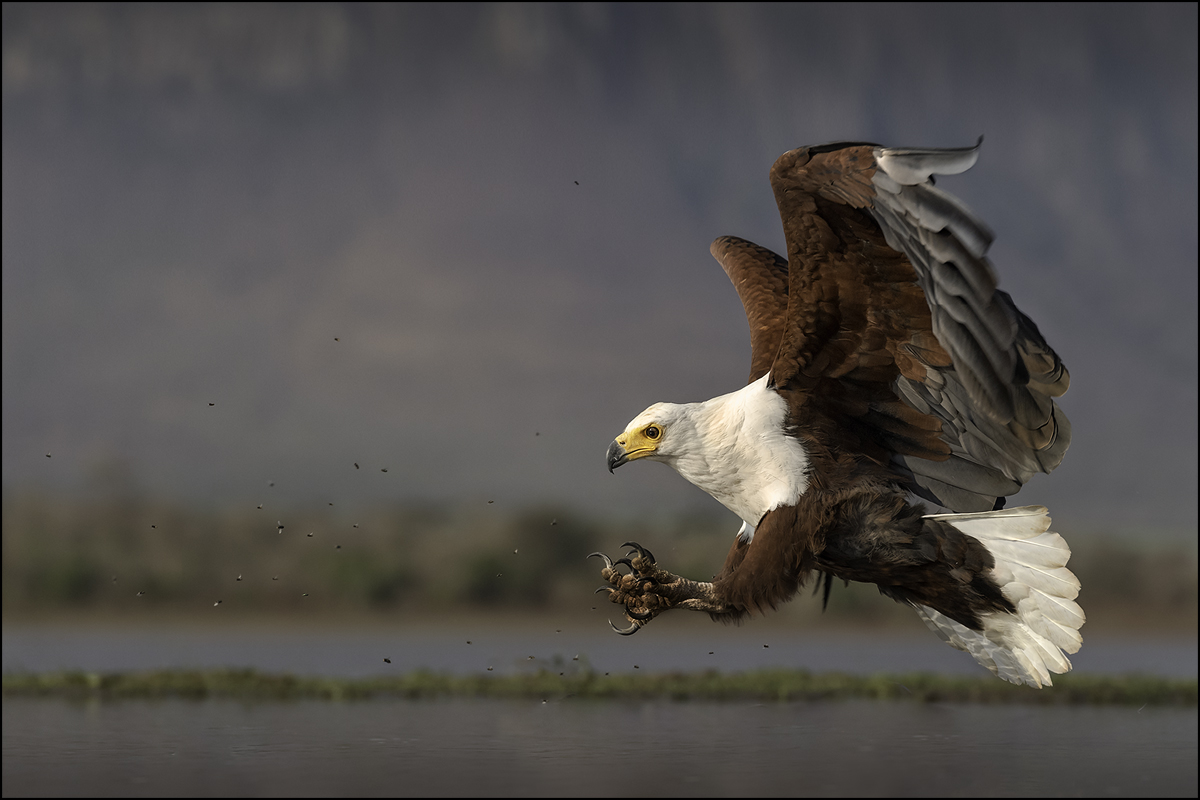 Schreiseeadler 