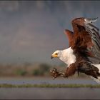 Schreiseeadler 