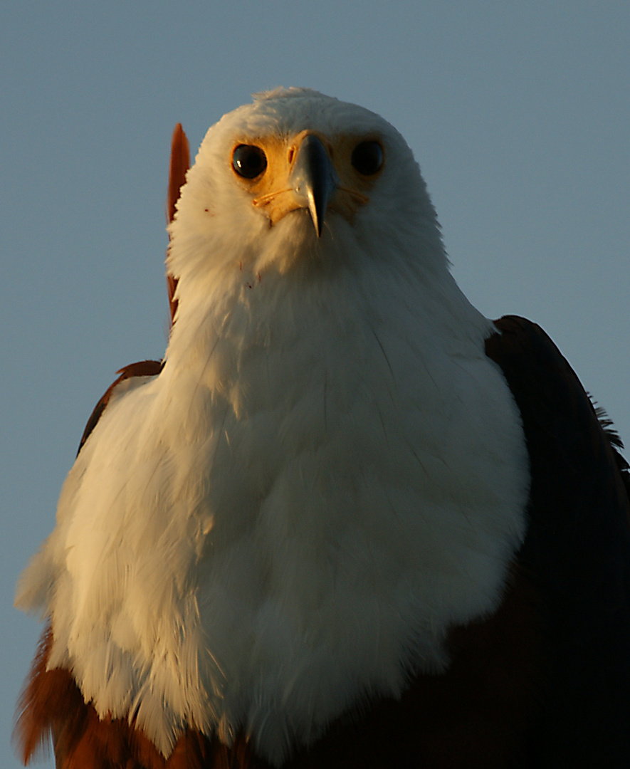 Schreiseeadler