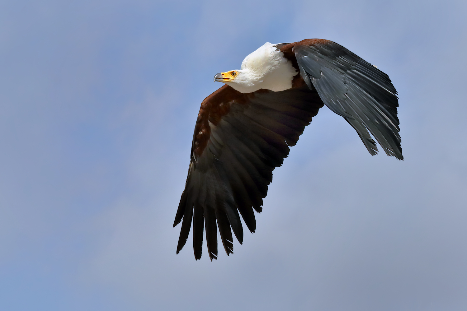 Schreiseeadler