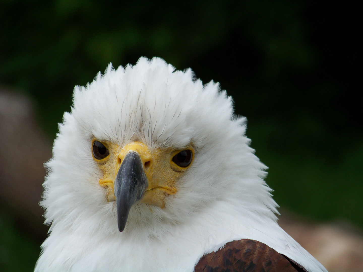 Schreiseeadler die Zweite