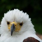 Schreiseeadler die Zweite