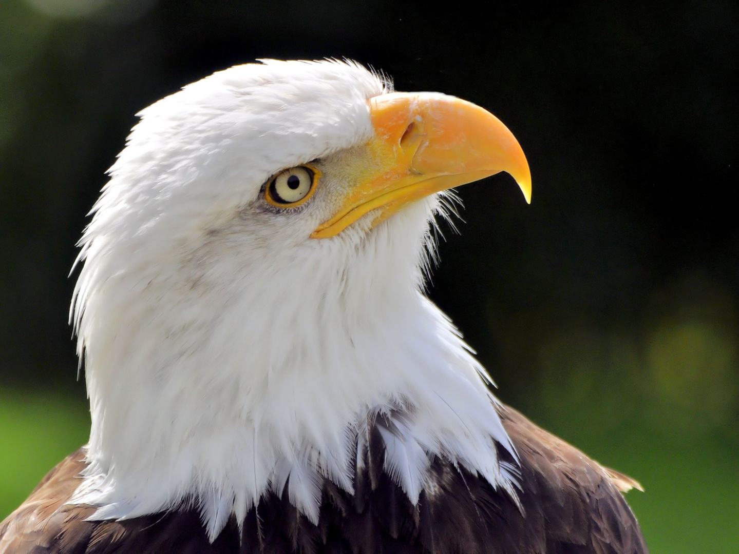 Schreiseeadler