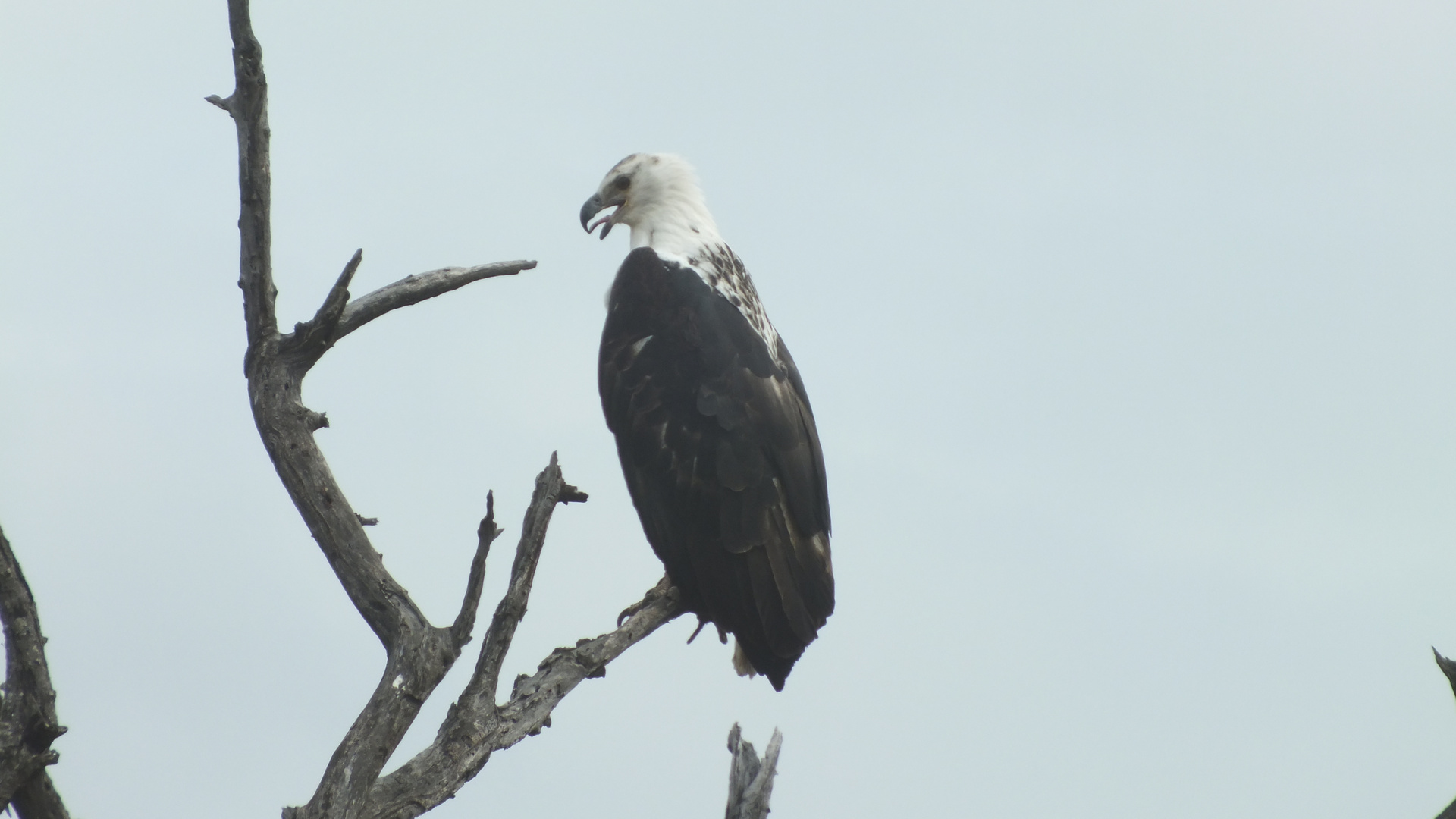 Schreiseeadler