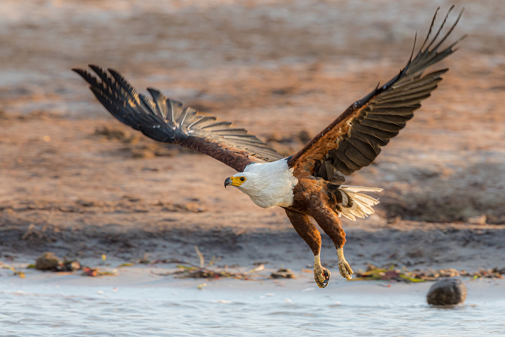 Schreiseeadler