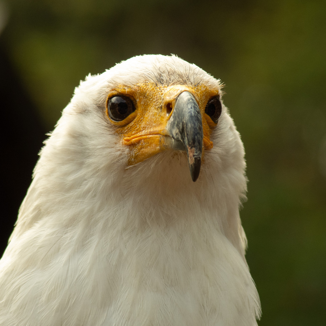 Schreiseeadler