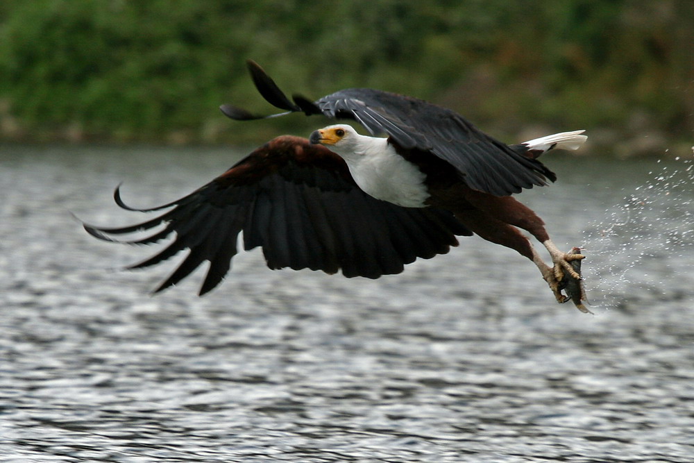 Schreiseeadler