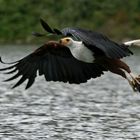 Schreiseeadler