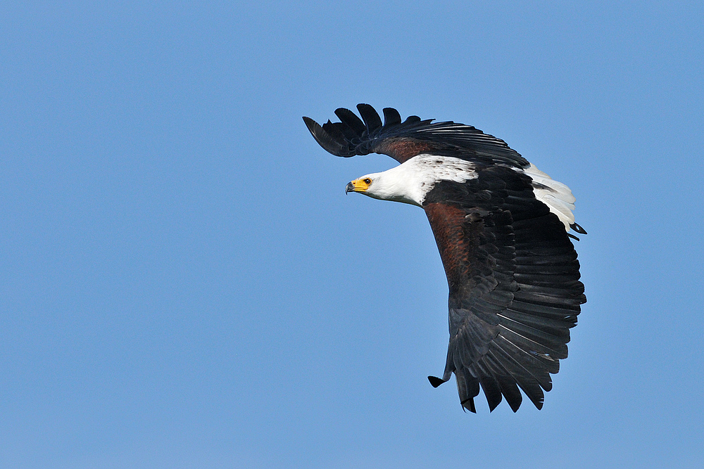 Schreiseeadler – ein schöner Brummer