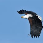 Schreiseeadler – ein schöner Brummer