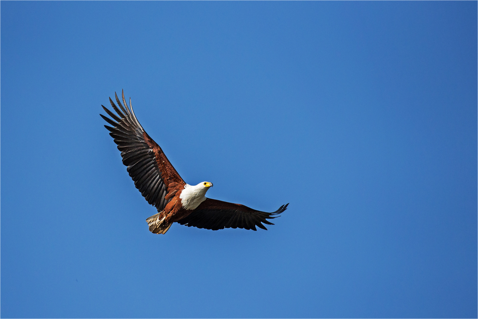 Schreiseeadler