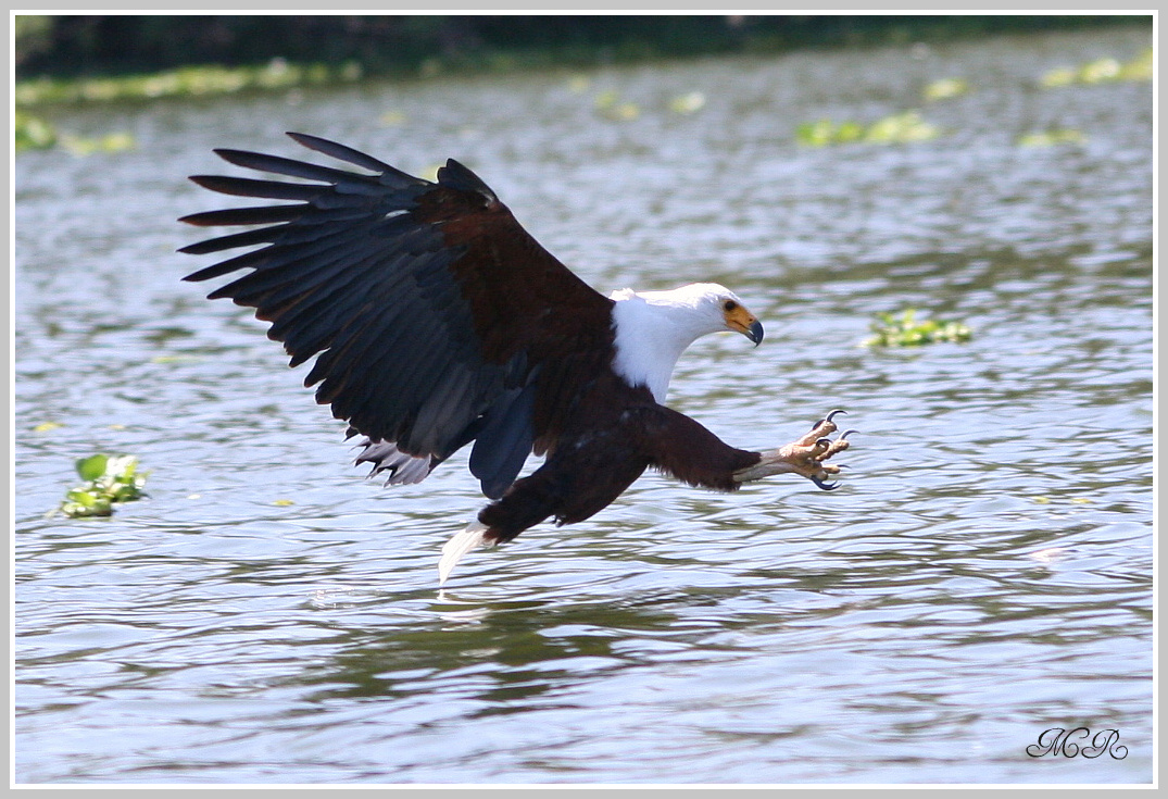 Schreiseeadler