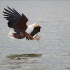 Schreiseeadler