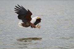 Schreiseeadler