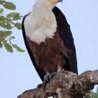 Schreiseeadler