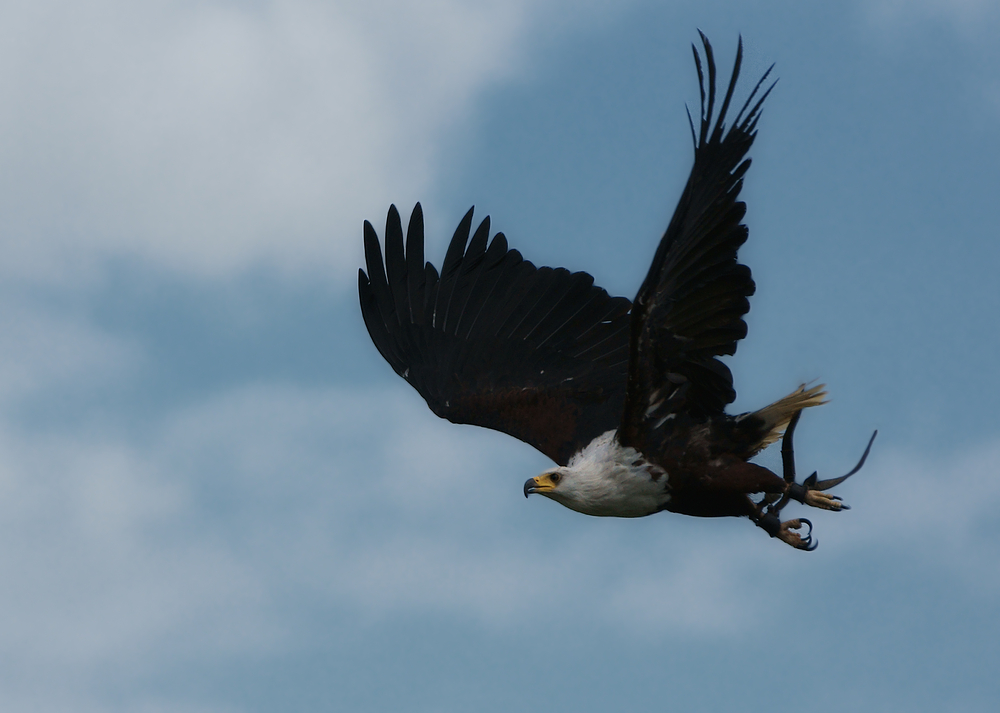 Schreiseeadler