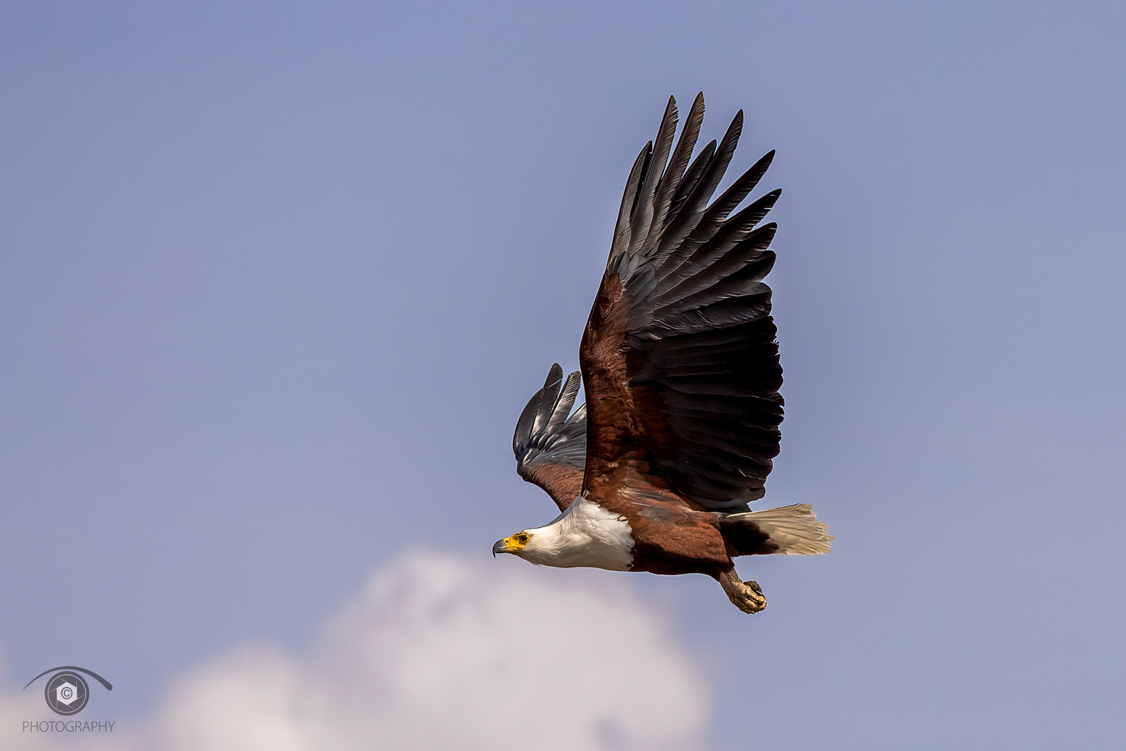 Schreiseeadler..