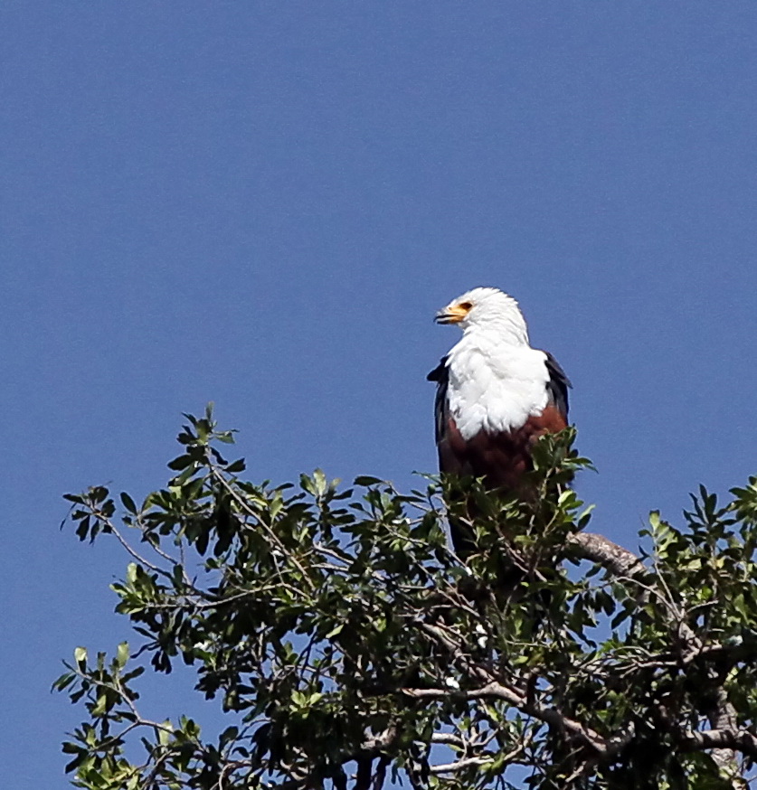 ......Schreiseeadler.....