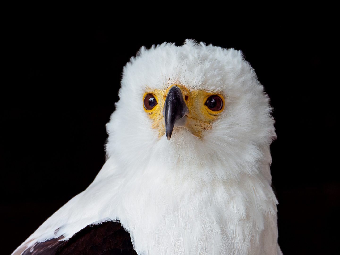 Schreiseeadler