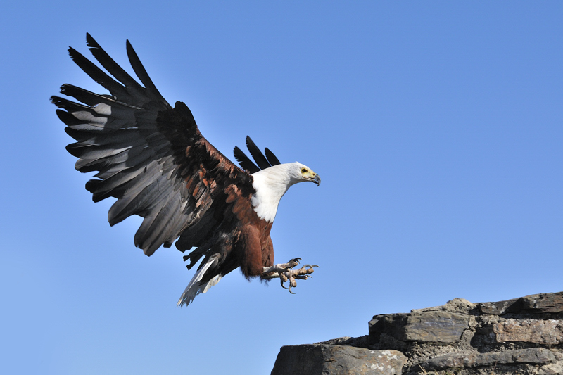 Schreiseeadler