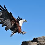 Schreiseeadler