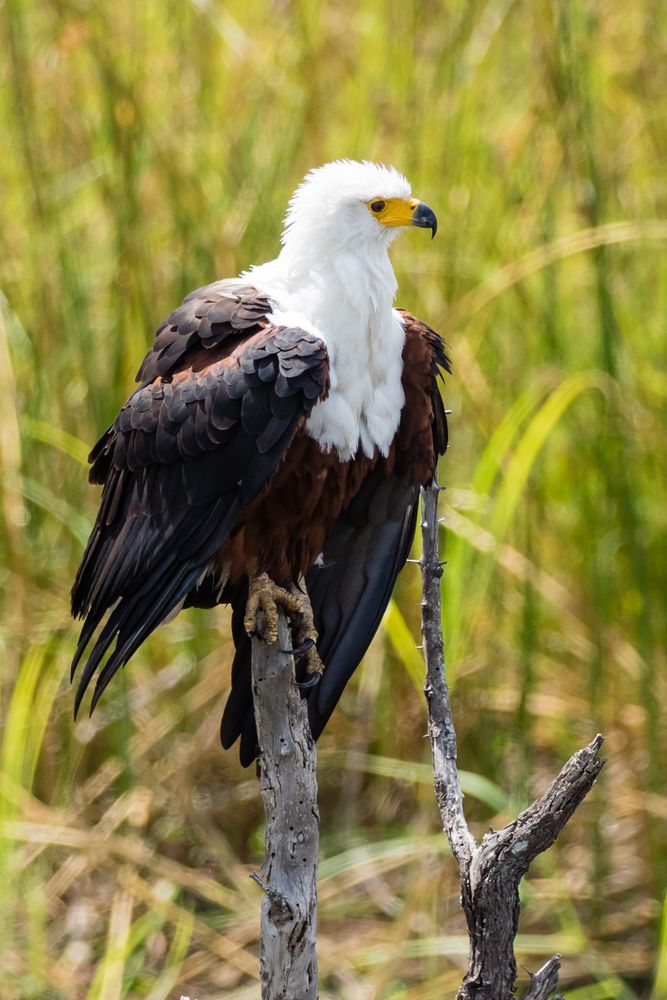 Schreiseeadler - Fish Eagle