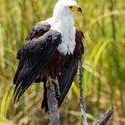 Schreiseeadler - Fish Eagle