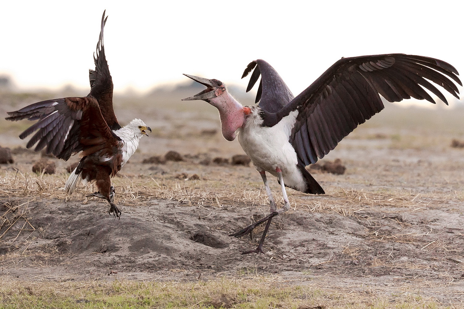 Schreiseeadler gegen Marabu