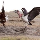 Schreiseeadler gegen Marabu