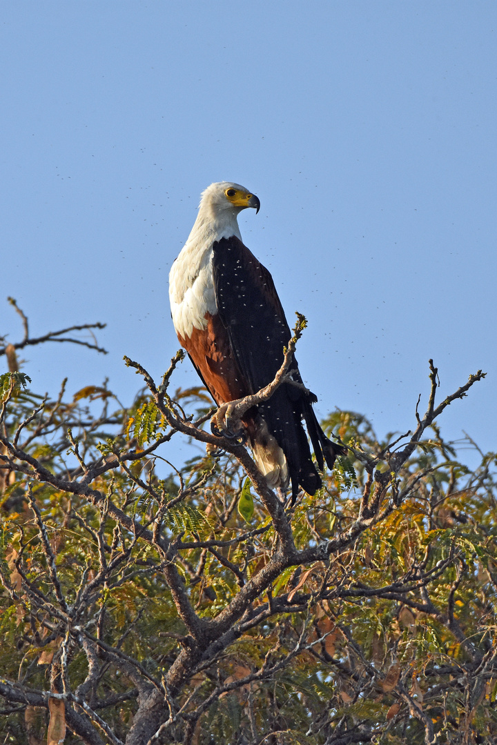 Schreiseeadler (Haliaeetus vocifer)