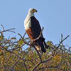 Schreiseeadler (Haliaeetus vocifer)