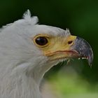 Schreiseeadler (Haliaeetus vocifer) 3