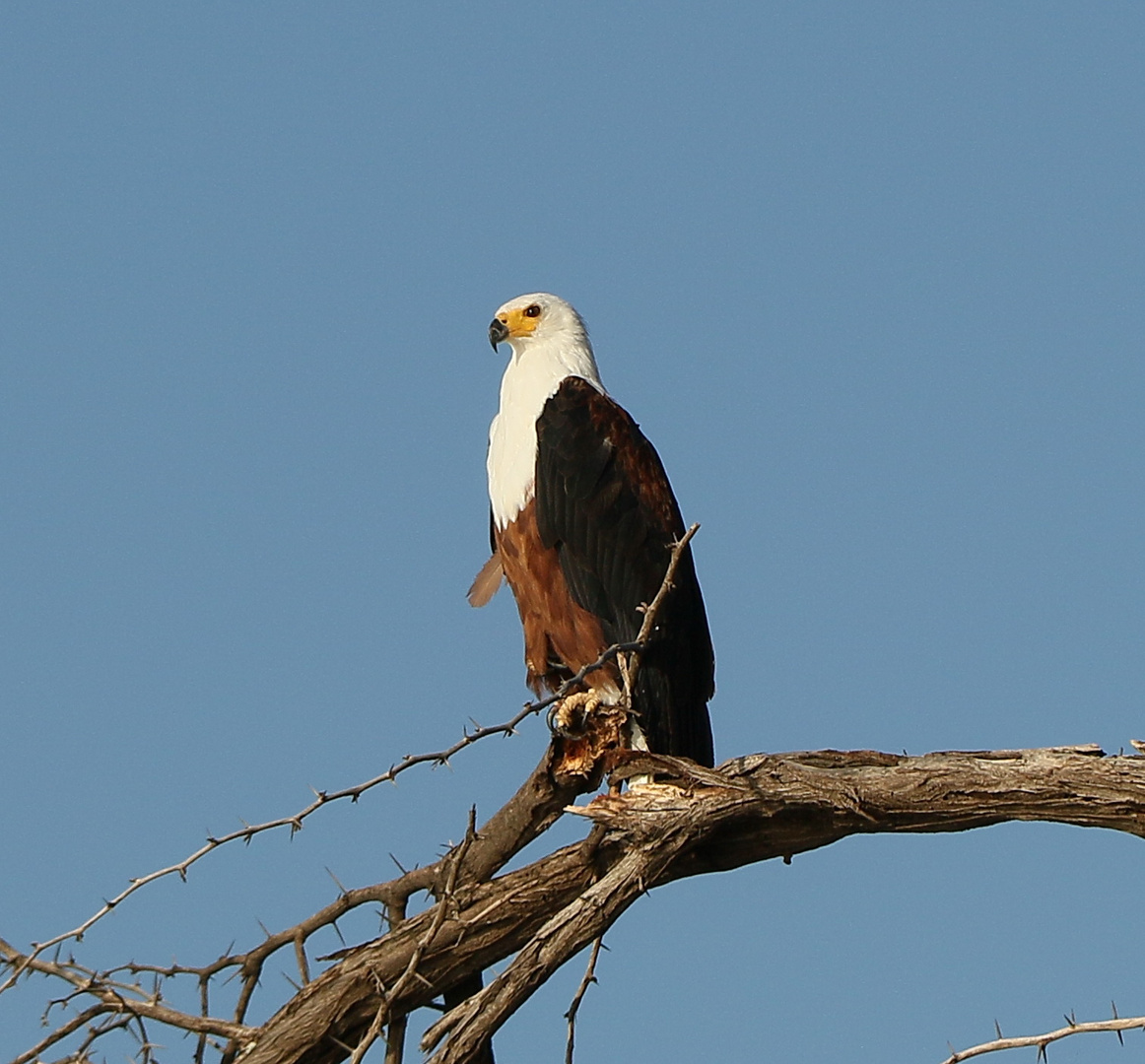 Schreiseeadler - Haliaeetus vocifer