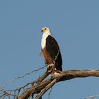 Schreiseeadler - Haliaeetus vocifer