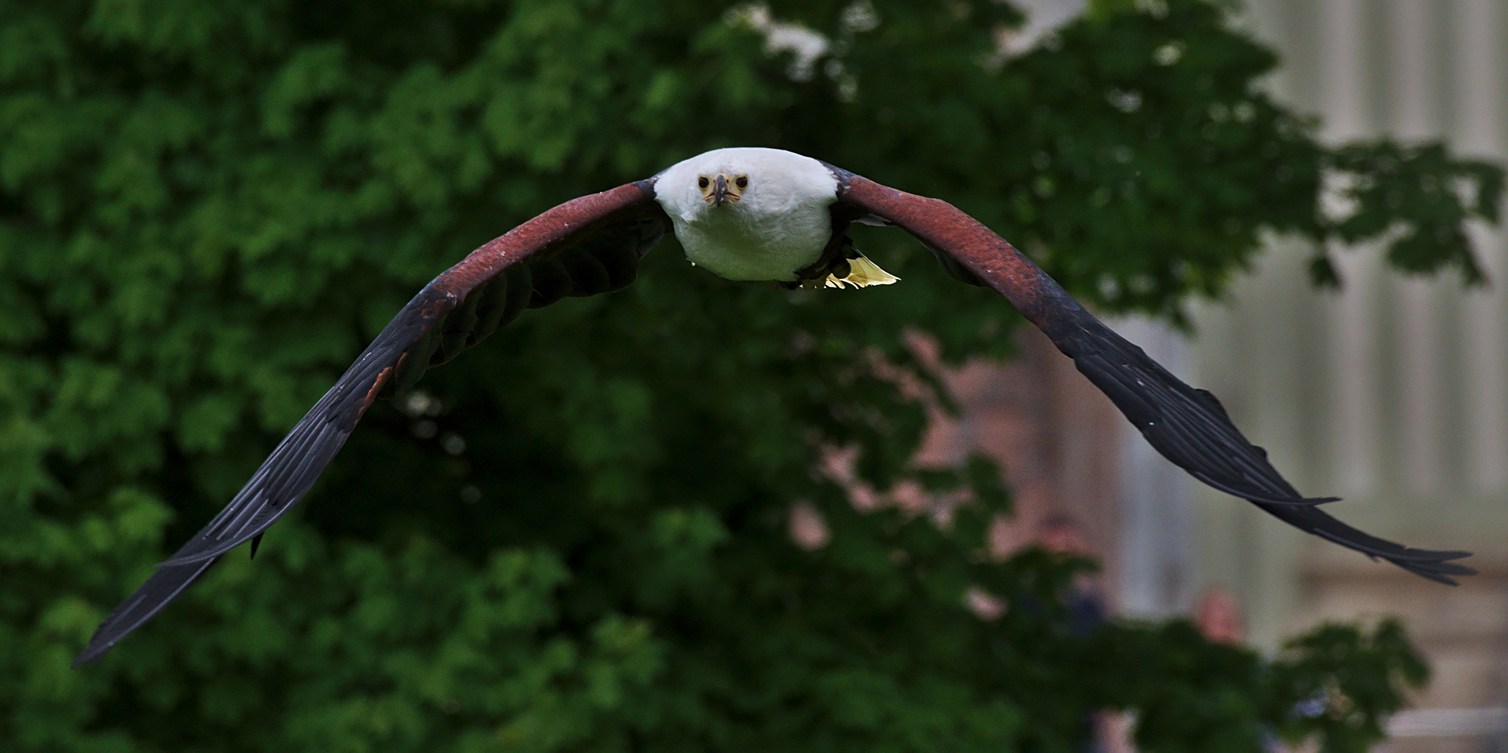 Schreiseeadler (Haliaeetus vocifer) 4