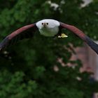 Schreiseeadler (Haliaeetus vocifer) 4