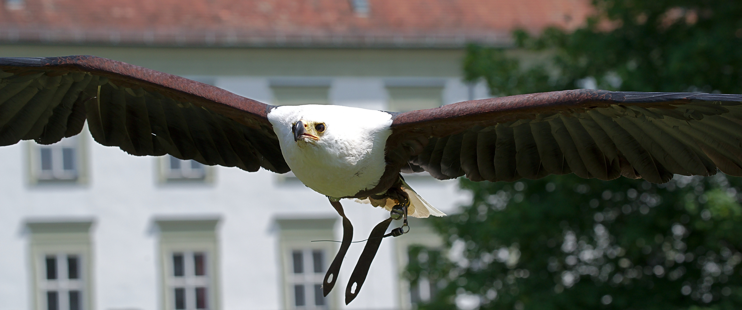 Schreiseeadler (Haliaeetus vocifer) 5