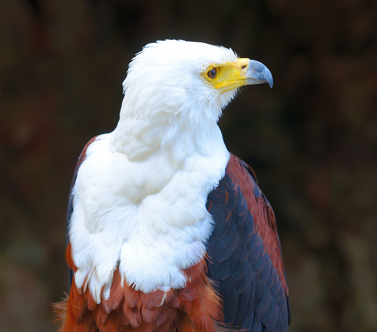 Schreiseeadler (Haliaeetus vocifer), African fish eagle, Pigargo vocinglero