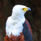 Schreiseeadler (Haliaeetus vocifer), African fish eagle, Pigargo vocinglero