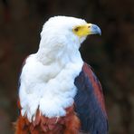 Schreiseeadler (Haliaeetus vocifer), African fish eagle, Pigargo vocinglero