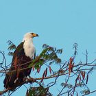 Schreiseeadler (Haliaeetus vocifer)